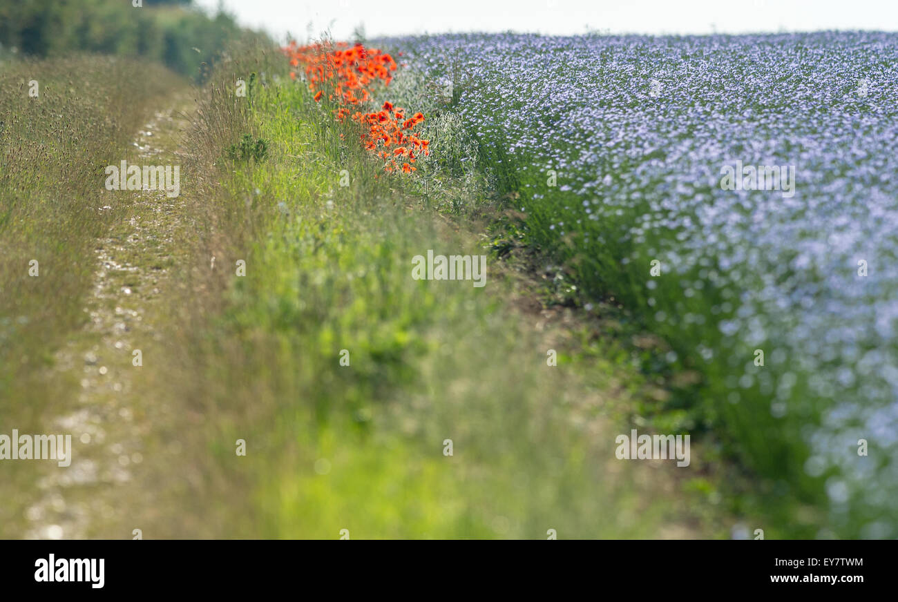 The blue flower of the Flax or Linseed plant Stock Photo Alamy