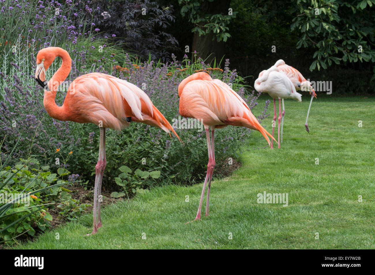 Pink Flamingos standing by a flower border at Coton Manor Gardens, Nr Guilsborough, Northamptonshire Stock Photo