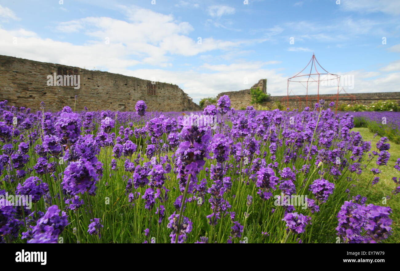 English lavender grows in garden borders in the form of a lavender labyrinth, beneath ruins at Sheffield Manor Lodge, England UK Stock Photo