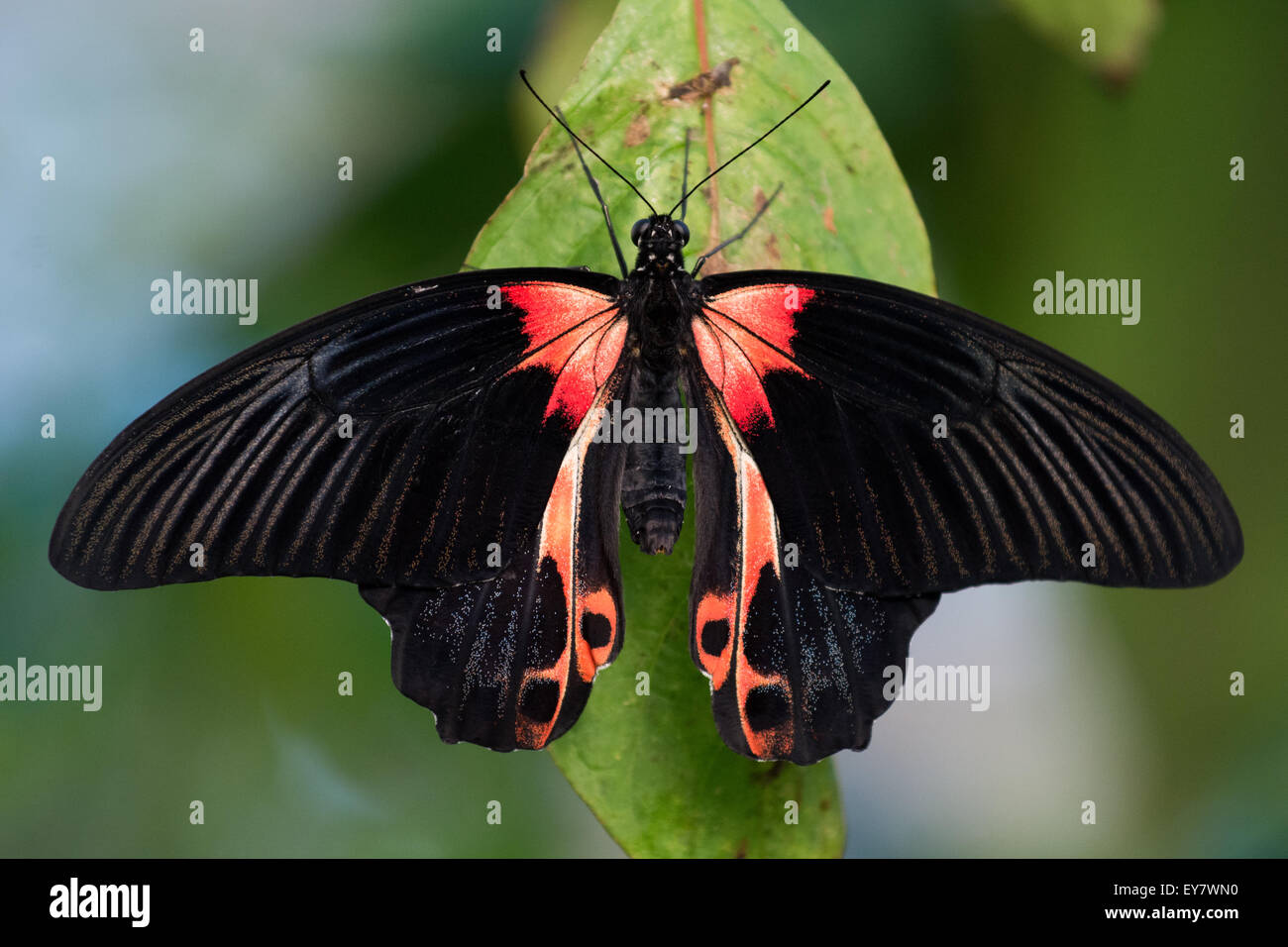 Scarlet / red mormon (papilio rumanzovi) butterfly, tropical butterfly house, United Kingdom Stock Photo