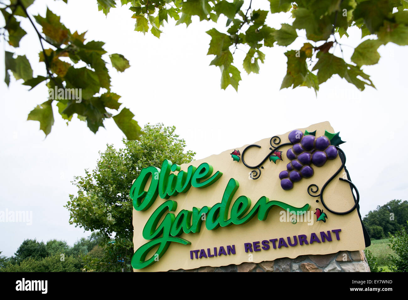 A logo sign outside of an Olive Garden restaurant location in Easton, Maryland on July 18, 2015. Stock Photo