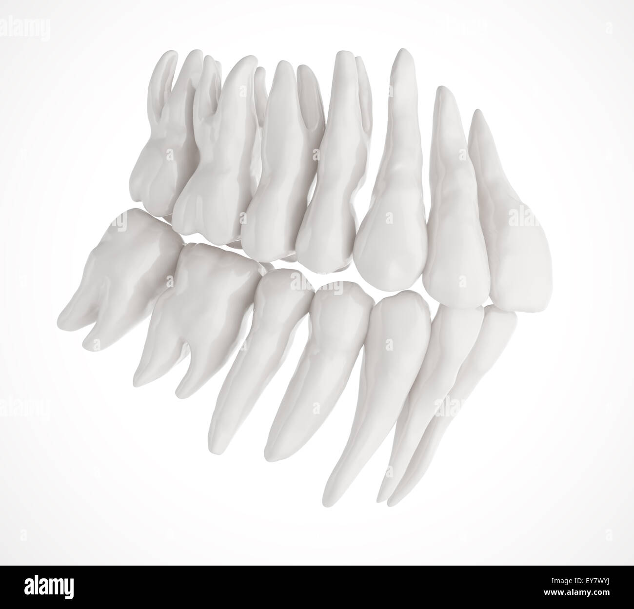 Medical illustration of human teeth Stock Photo