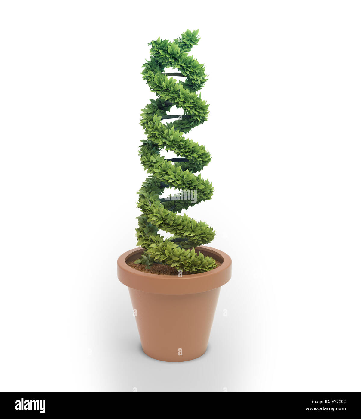 DNA shaped pot plant forming the double helix Stock Photo