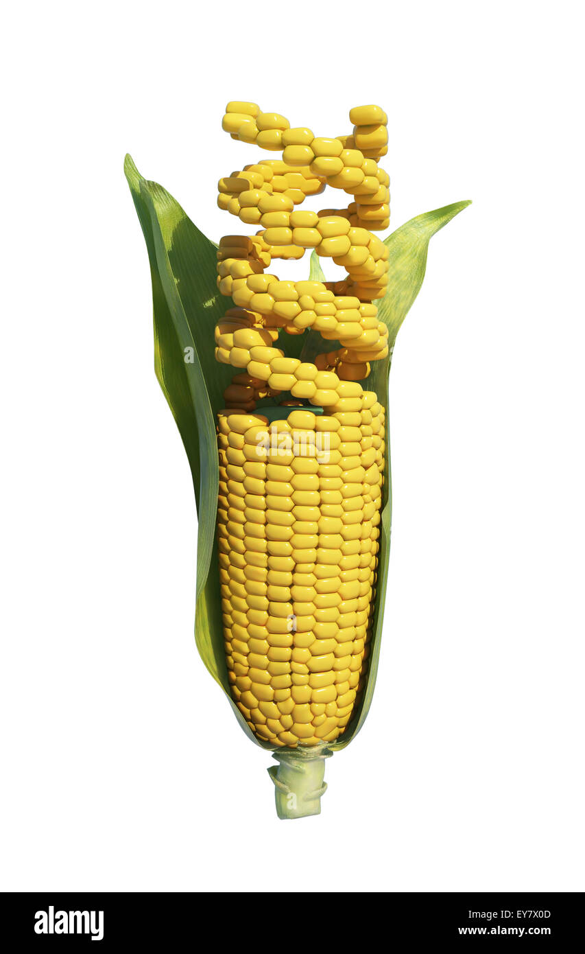 GMO corn  -agricultural genetics research Stock Photo
