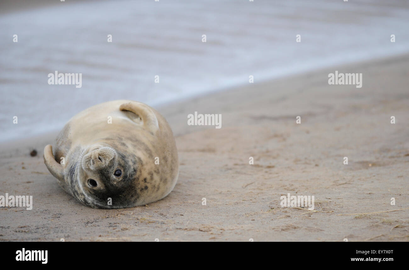 Young grey seal (halichoerus grypus) on the beach, Lincolnshire, United Kingdom. Stock Photo