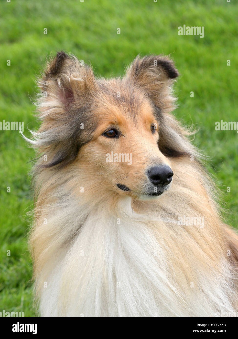 The portrait of Shetland Sheepdog in the garden Stock Photo - Alamy