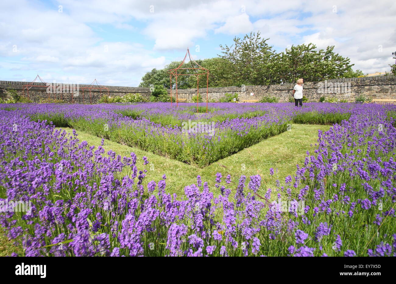 A woman walks among English lavender growing in borders to form a lavender labyrinth, Sheffield, South Yorkshire, England UK Stock Photo