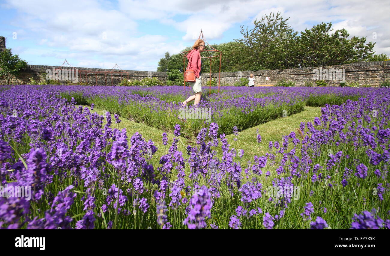 A woman walks among English lavender growing in borders to form a lavender labyrinth, Sheffield, South Yorkshire, England UK Stock Photo