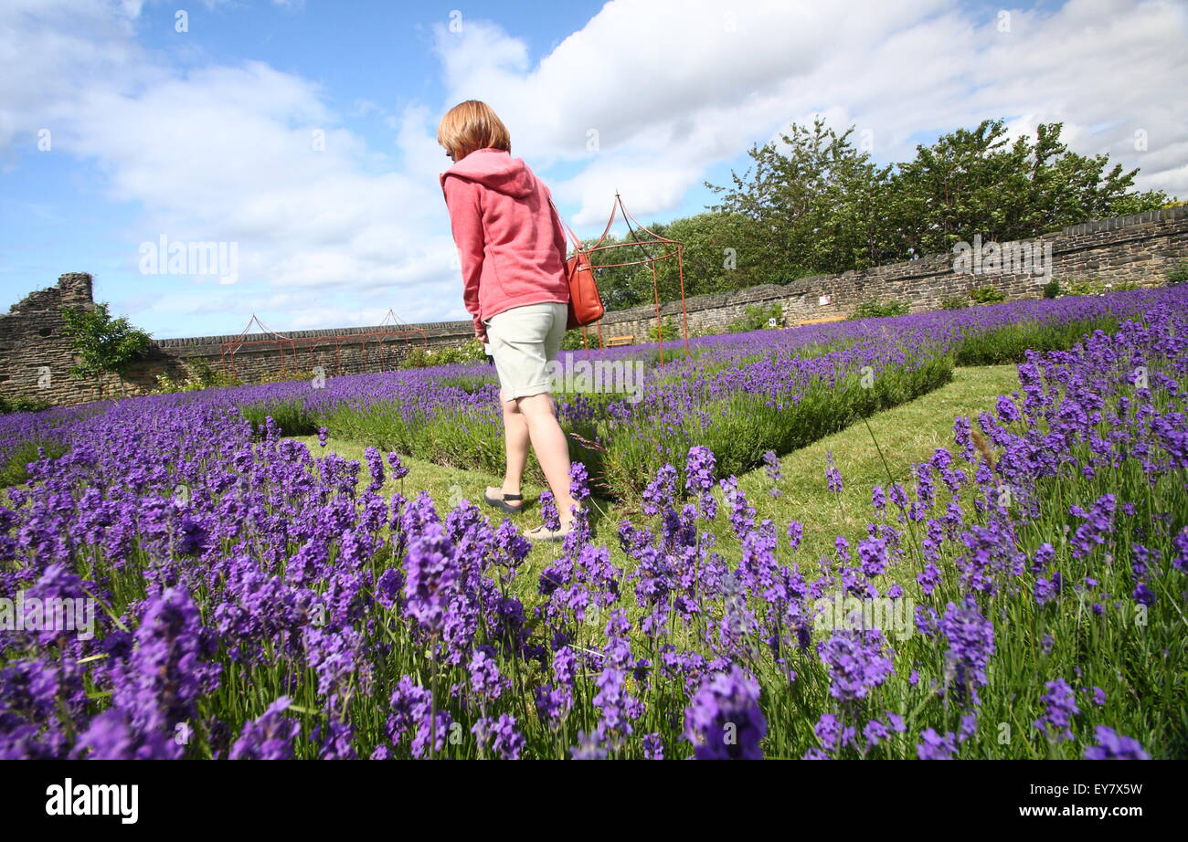 A woman walks among English lavender growing in borders to form a lavender labyrinth, Sheffield, South Yorkshire, England UK Stock Photo