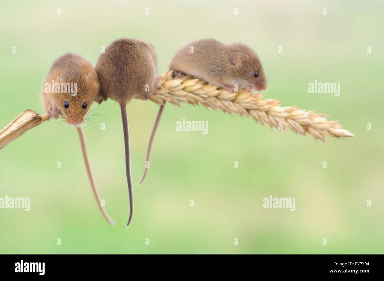 Trio of harvest mice on corn of wheat. Stock Photo