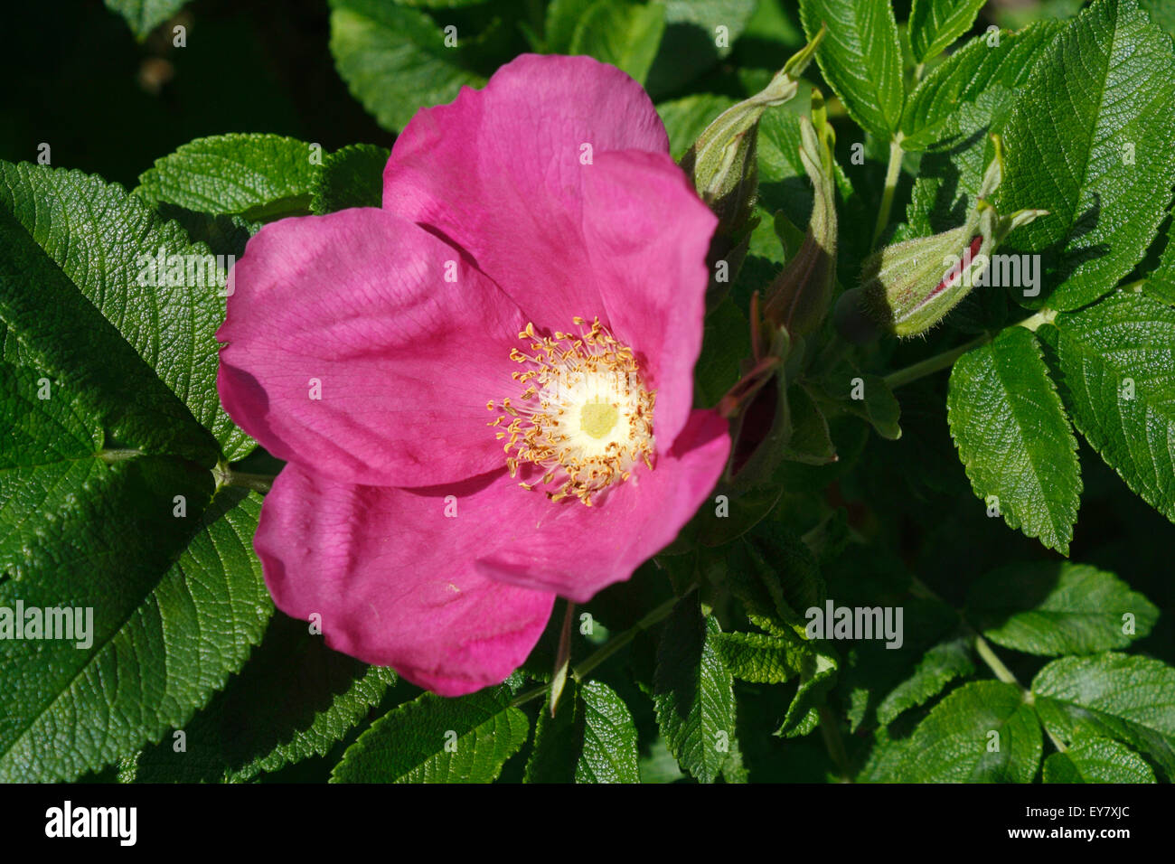 Hedgerow Rose flower, Rugosa Rubra Stock Photo