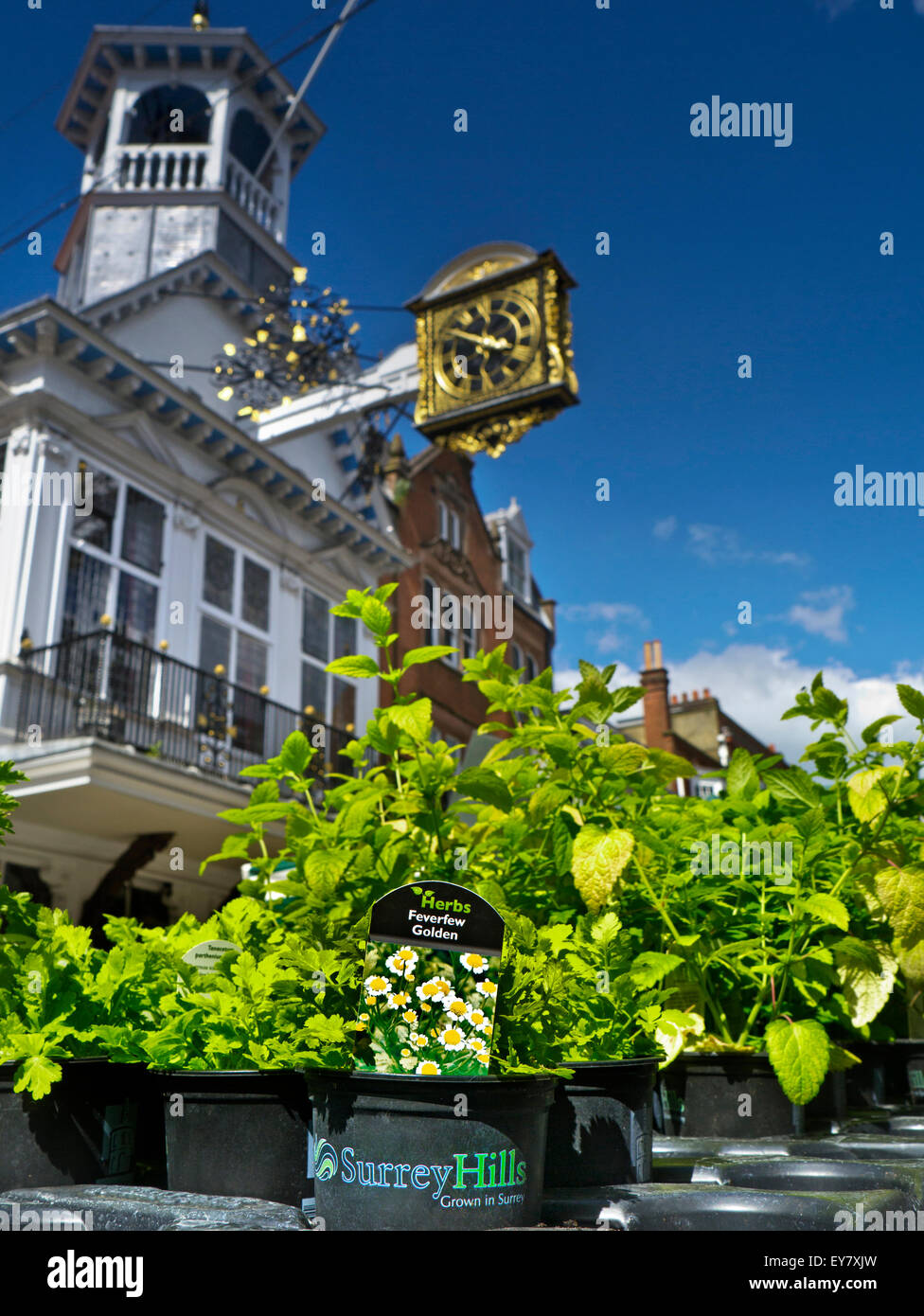 SURREY HILLS Fragrant Golden Feverfew on sale at Guildford High Street market stall Guildford Surrey UK Stock Photo