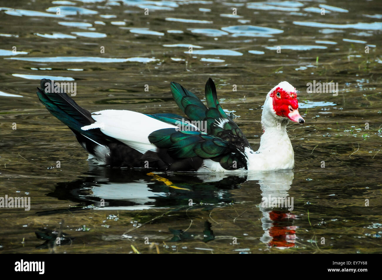Muscovy Duck Swimming Stock Photo Alamy