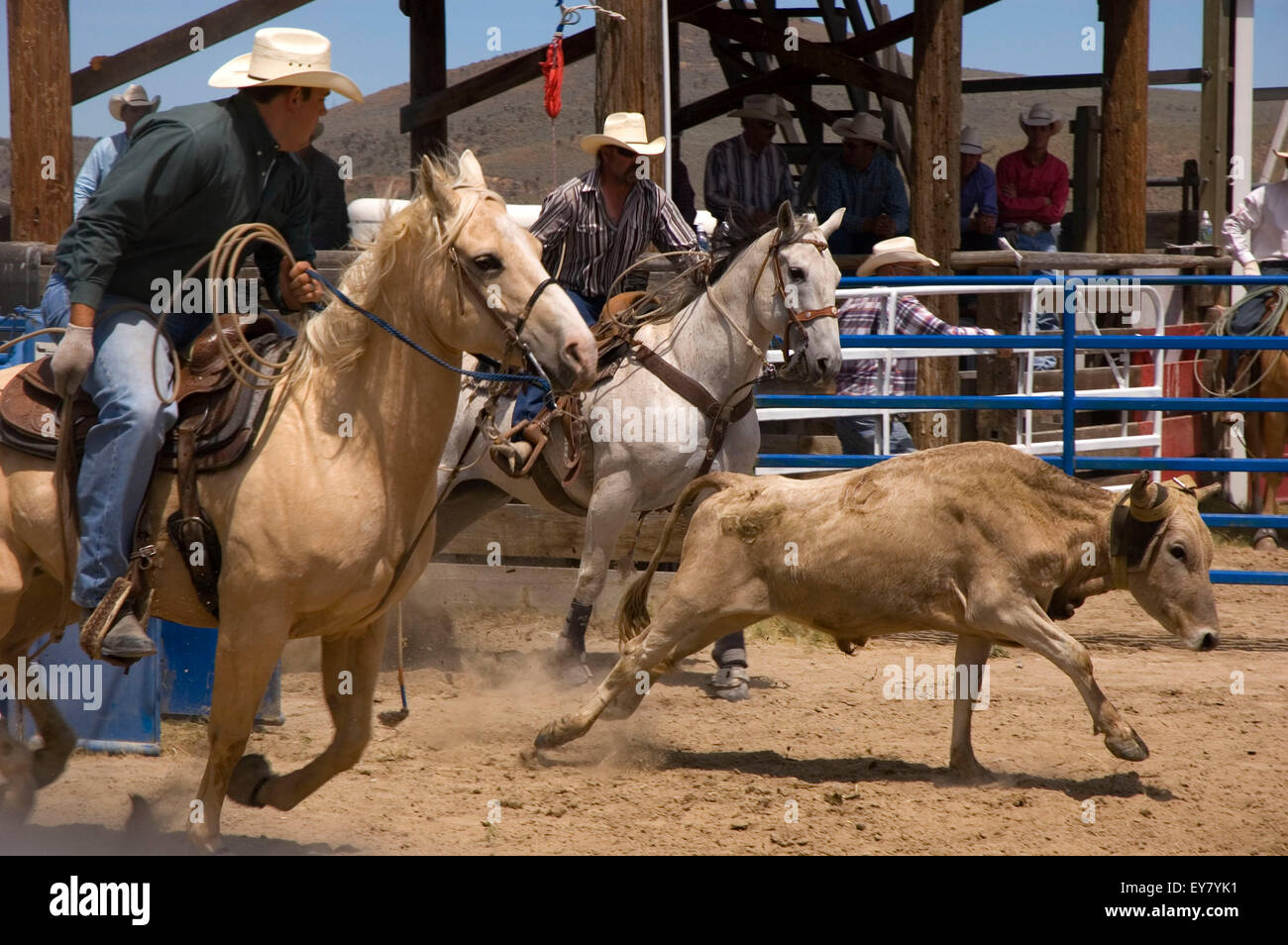 Haines Rodeo, Haines, Oregon Stock Photo Alamy