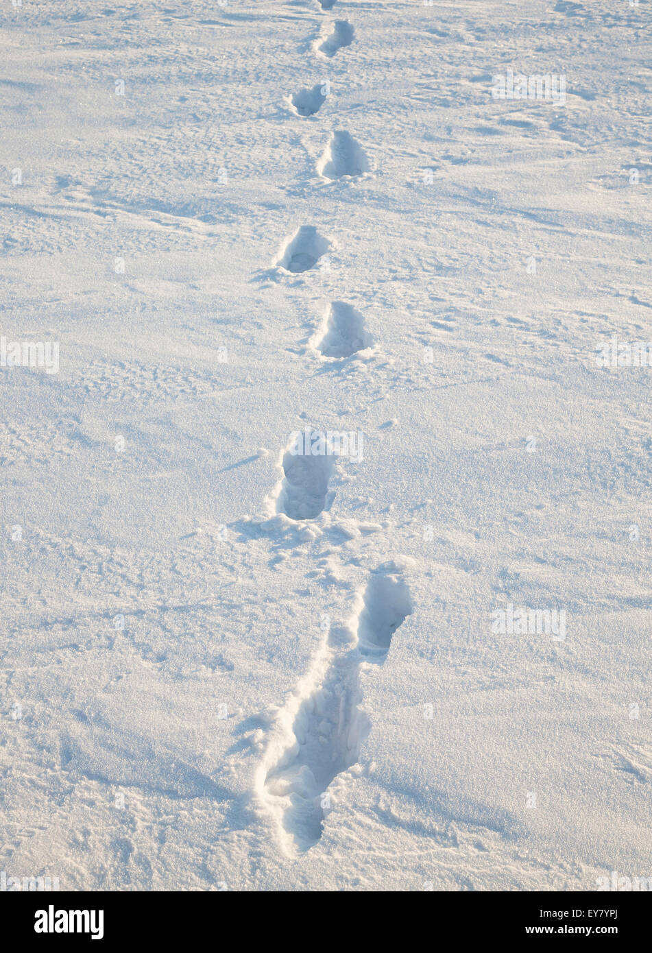 traces on snow Stock Photo Alamy