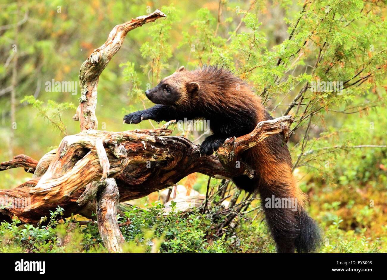 Wolverines hi-res stock photography and images - Alamy