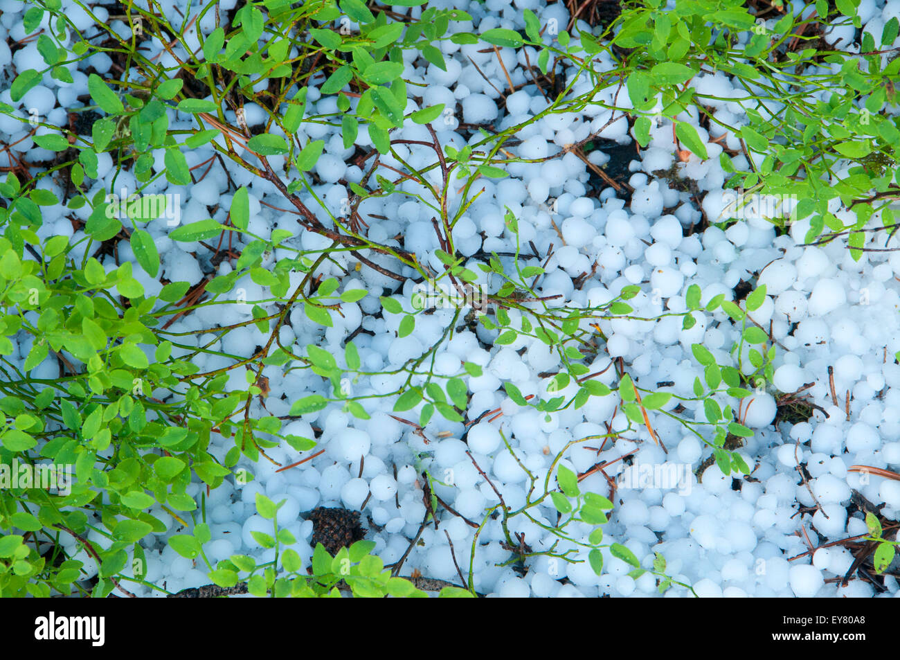 Dwarf huckleberry with hail, Elkhorn National Scenic Byway, Wallowa-Whitman National Forest, Oregon Stock Photo