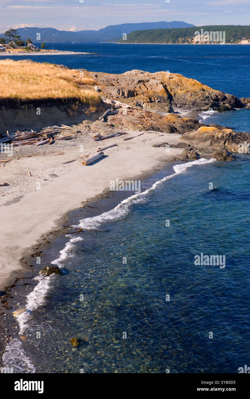 Channel Island Cattle High Resolution Stock Photography and Images - Alamy