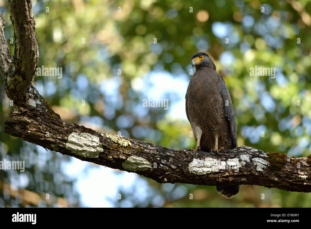 Serpent eagle habitat hi-res stock photography and images - Alamy