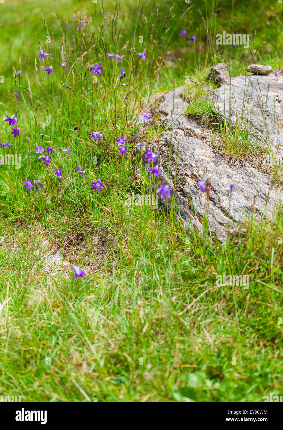 Harebells (Campanula abietina) wild flowers on summer meadow in alpine