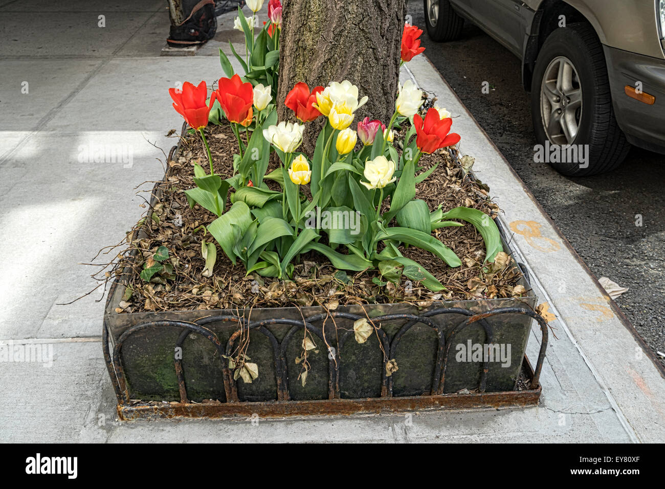 New York City Sidewalk Tree Protecting Fence, turned into a planter for Spring Tulips. Stock Photo