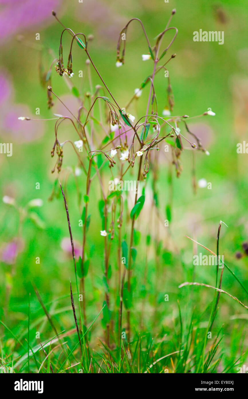 Closeup of cerastium wildflower on a meadow in summertime. Stock Photo