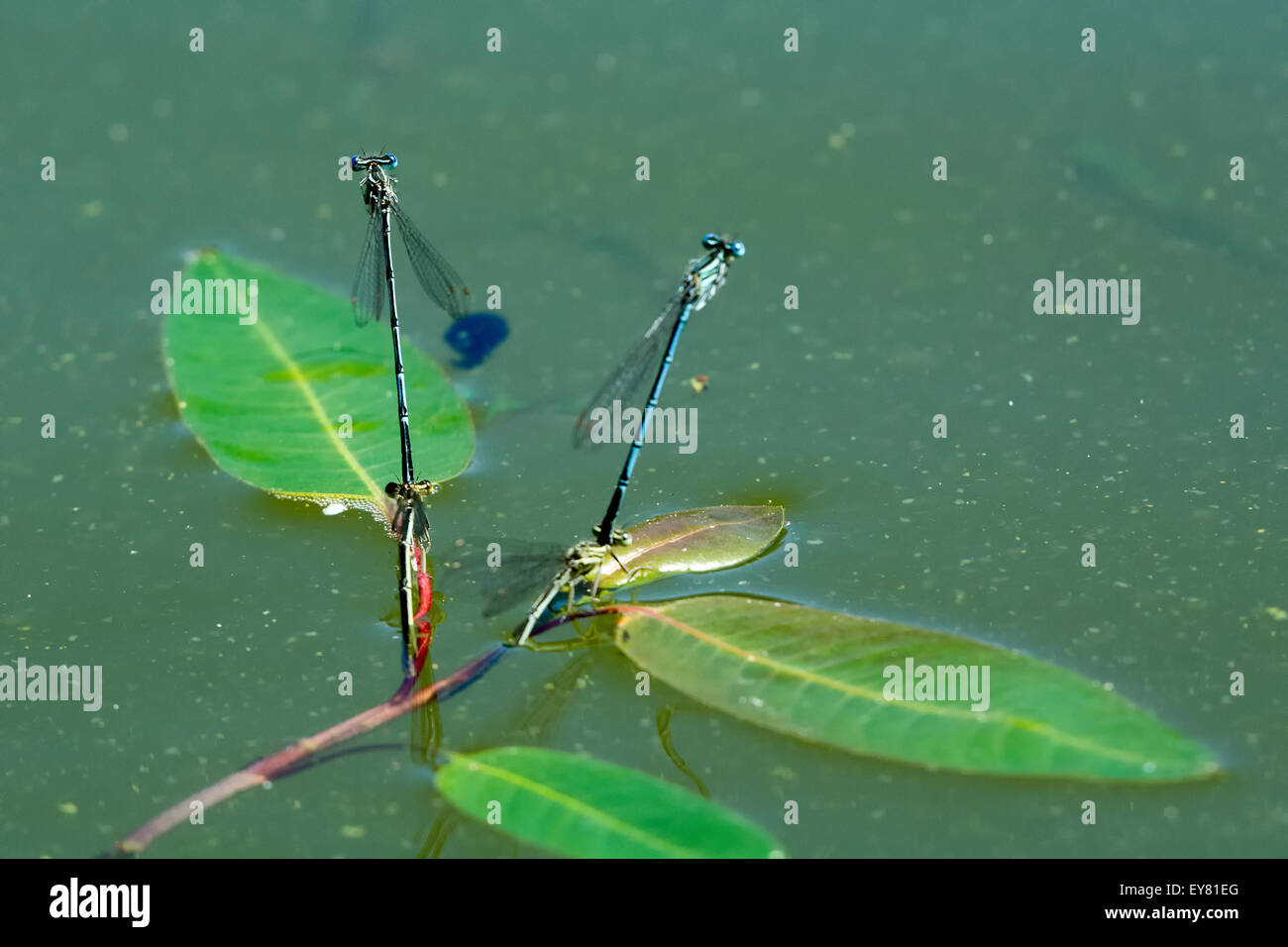 Blue dragonfly sitting on the aquatic plant Stock Photo - Alamy
