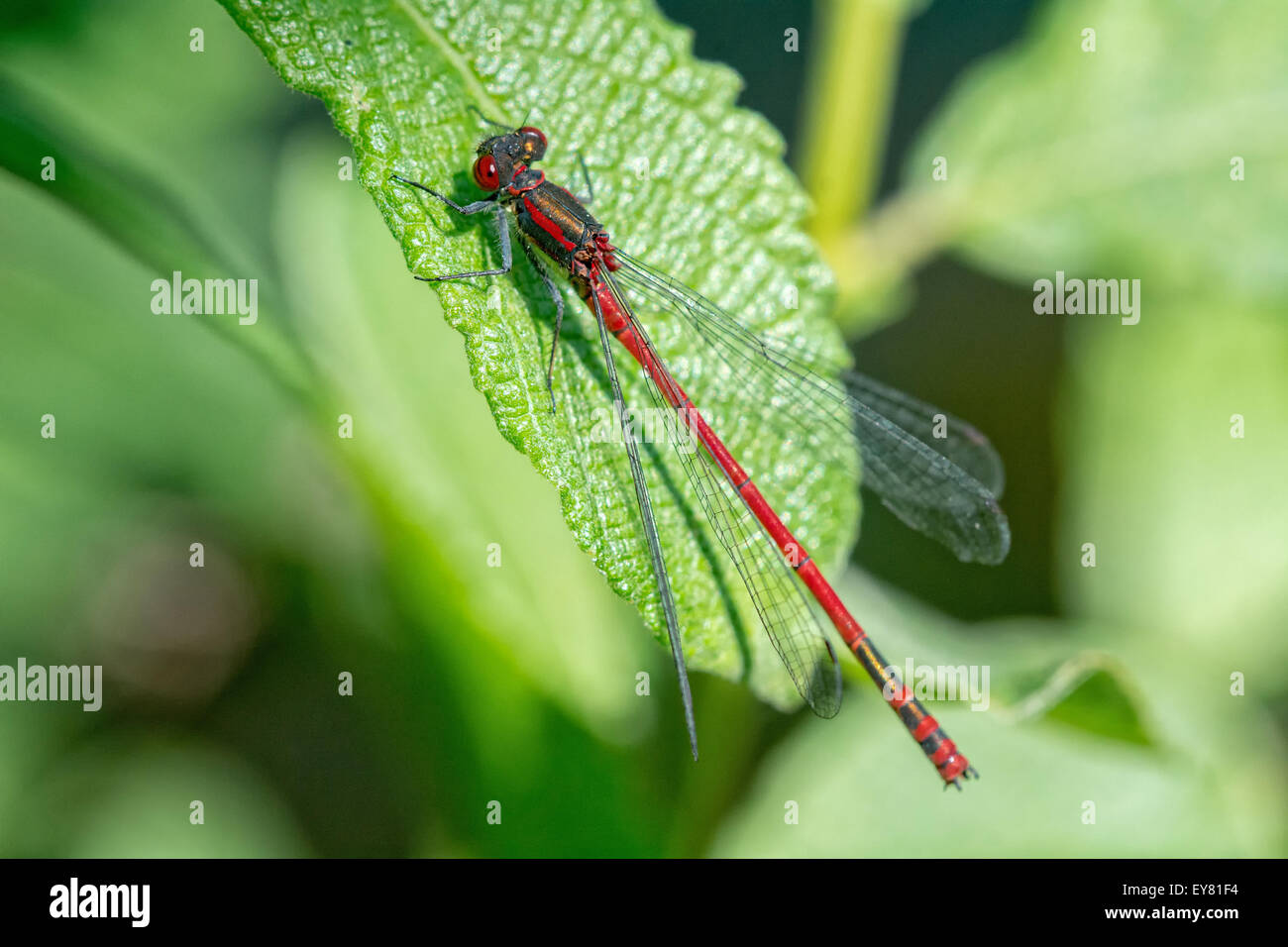 Red dragonfly sitting on the leaf of plant Stock Photo - Alamy