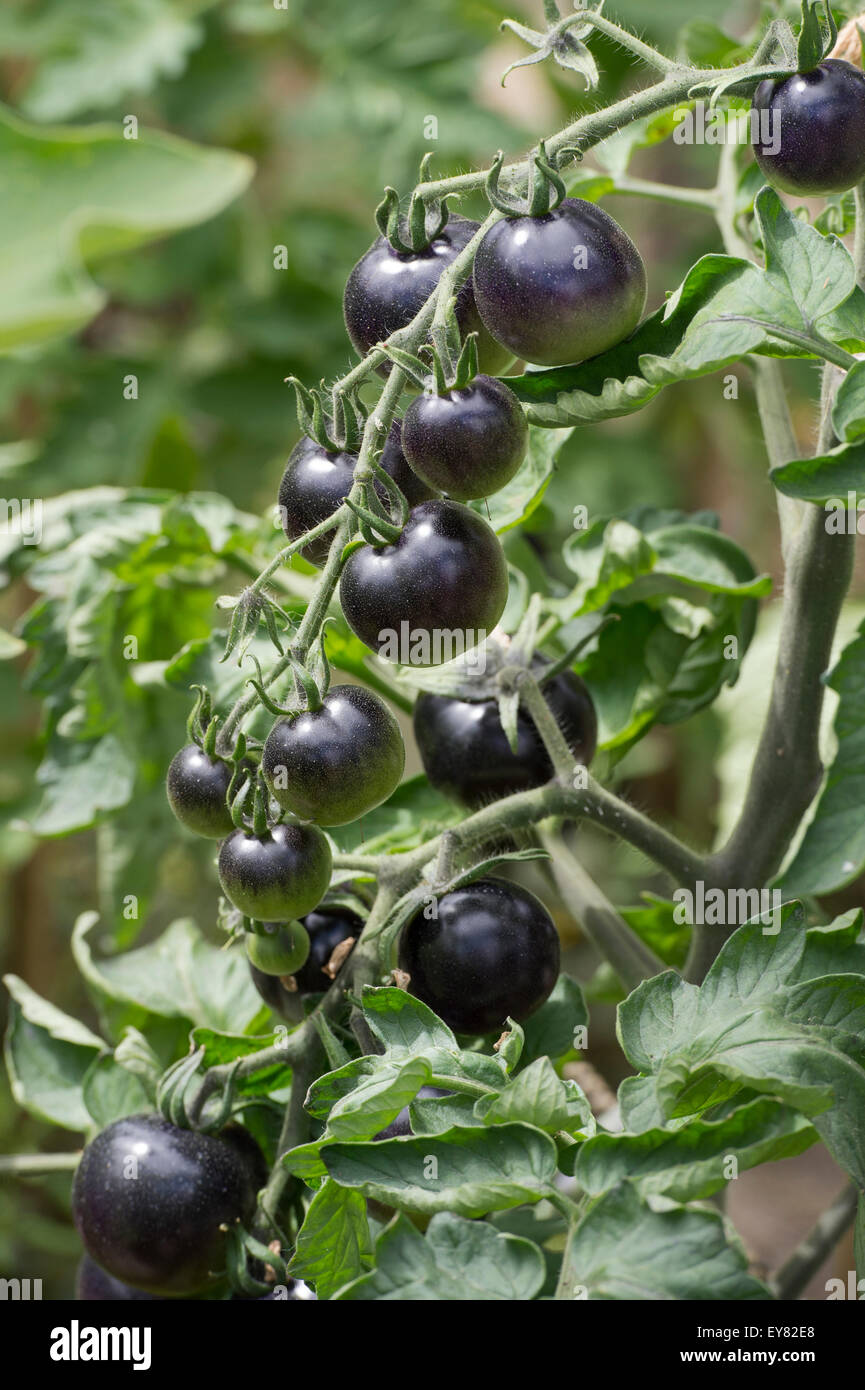 Solanum lycopersicum. Black Tomato Indigo Rose ripening on the vine Stock Photo