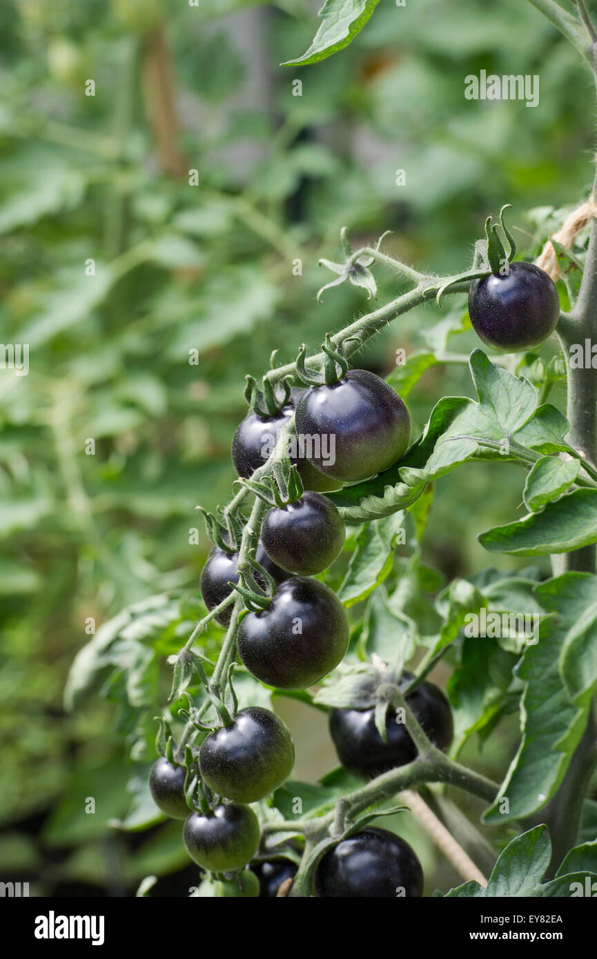 Solanum lycopersicum. Black Tomato Indigo Rose ripening on the vine Stock Photo