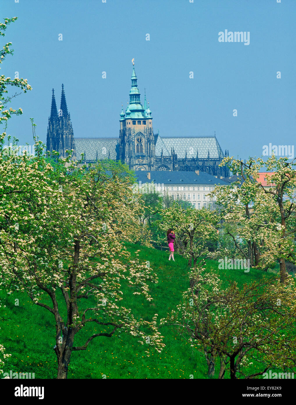 Woman alone among apple trees in blossom on Petrin Hill in Prague with St Vitu s Cathedral and Hradcany Castle Stock Photo