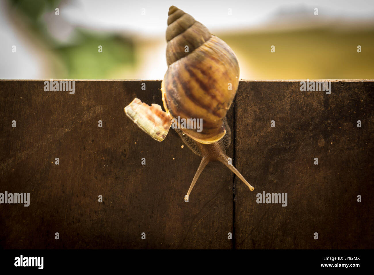 snail, slow, motion, roman, road, way, mollusk, wet, helix, two, conical, copy, spring Stock Photo