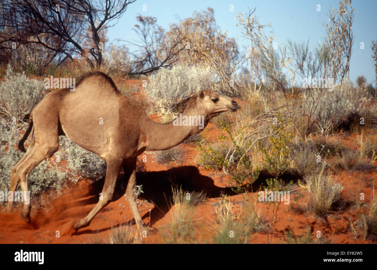Australian desert animals hi-res stock photography and images - Alamy Australian desert animals hi-res stock photography and images - Alamy