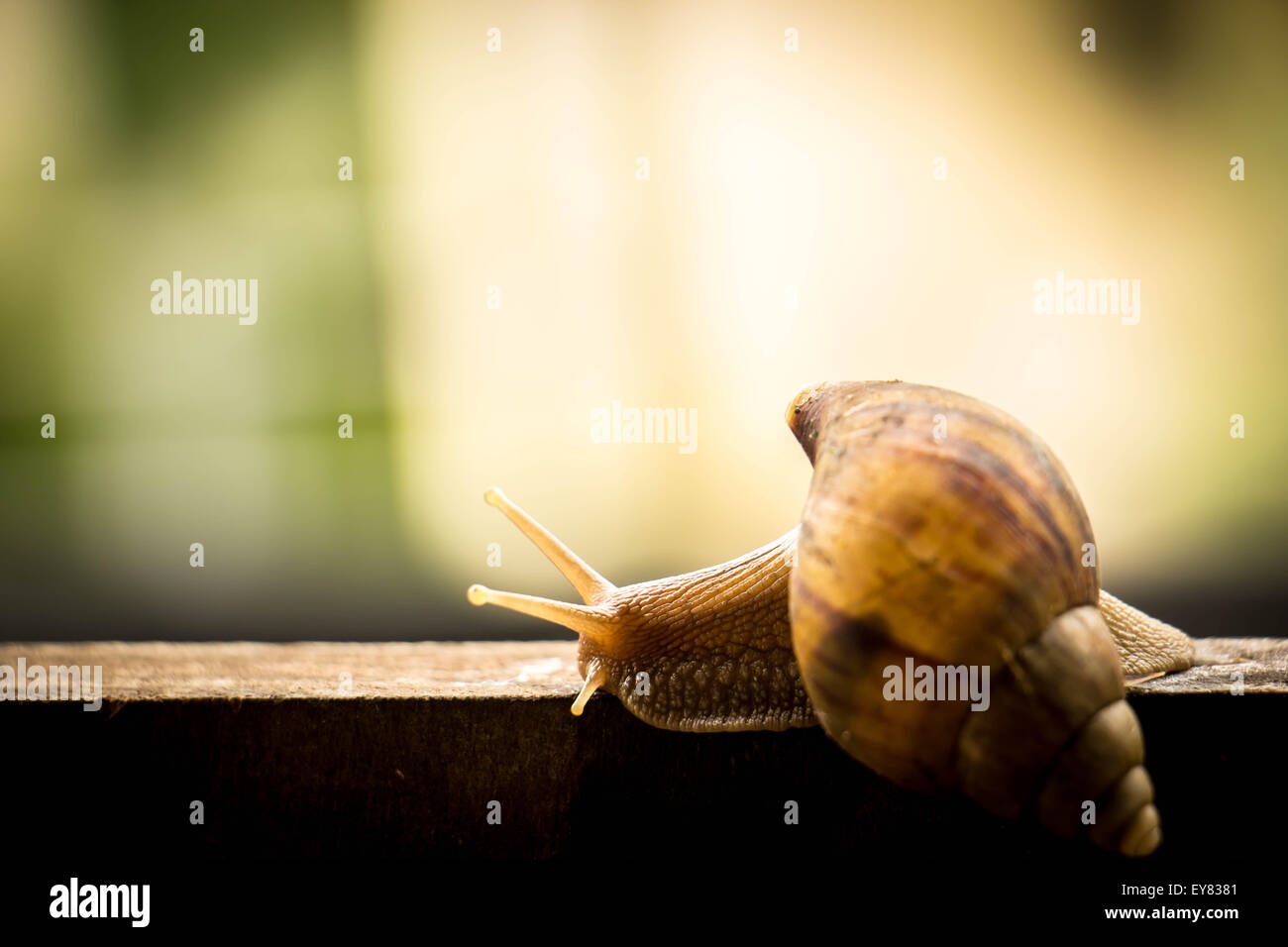 snail, slow, motion, roman, road, way, mollusk, wet, helix, two, conical, copy, spring Stock Photo