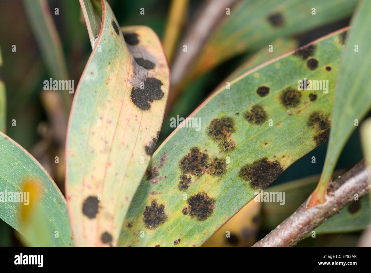 Fungal leaf spot on Hakea laurina Stock Photo