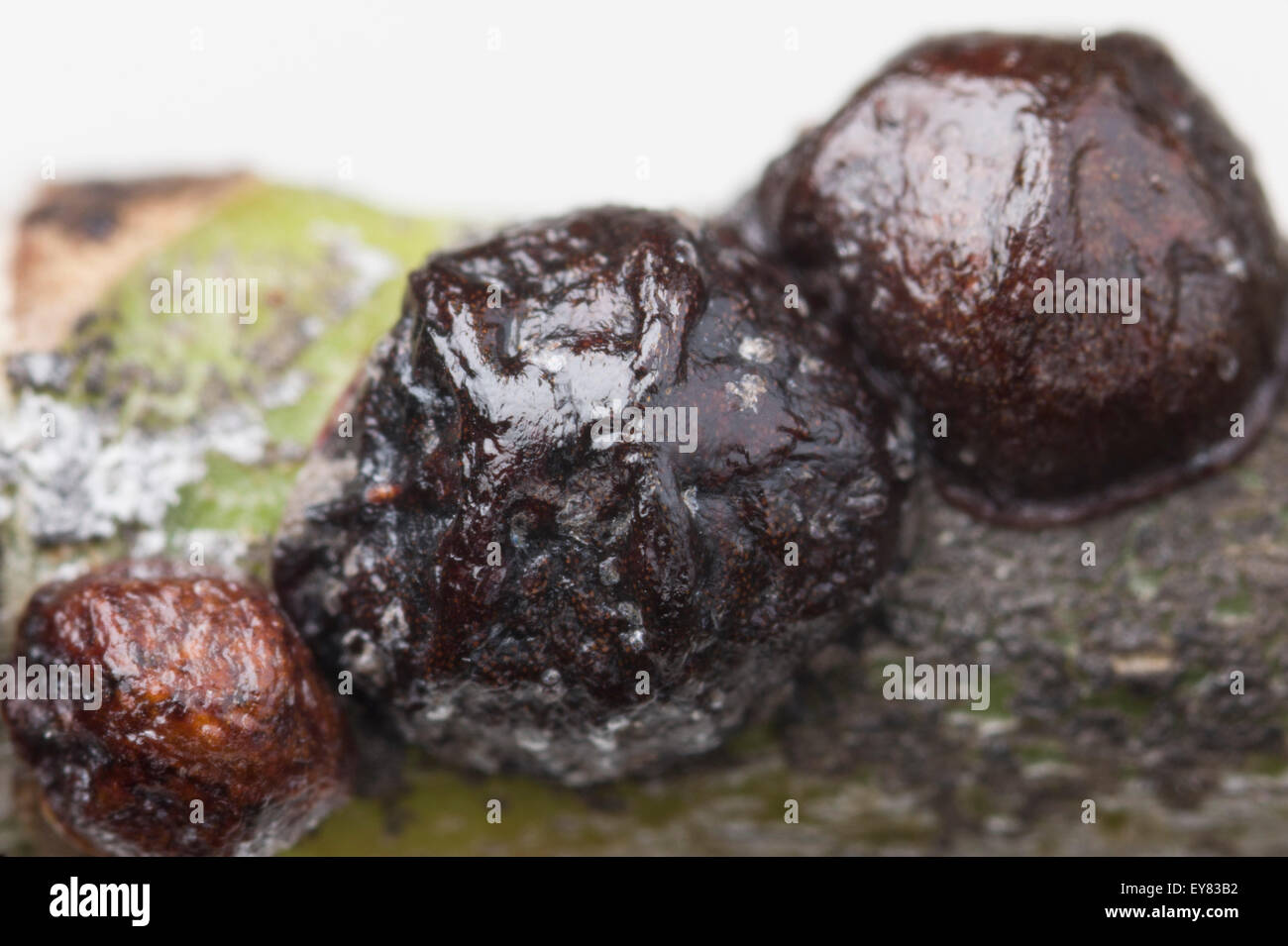 Close-up of black olive scale on oleanda Stock Photo