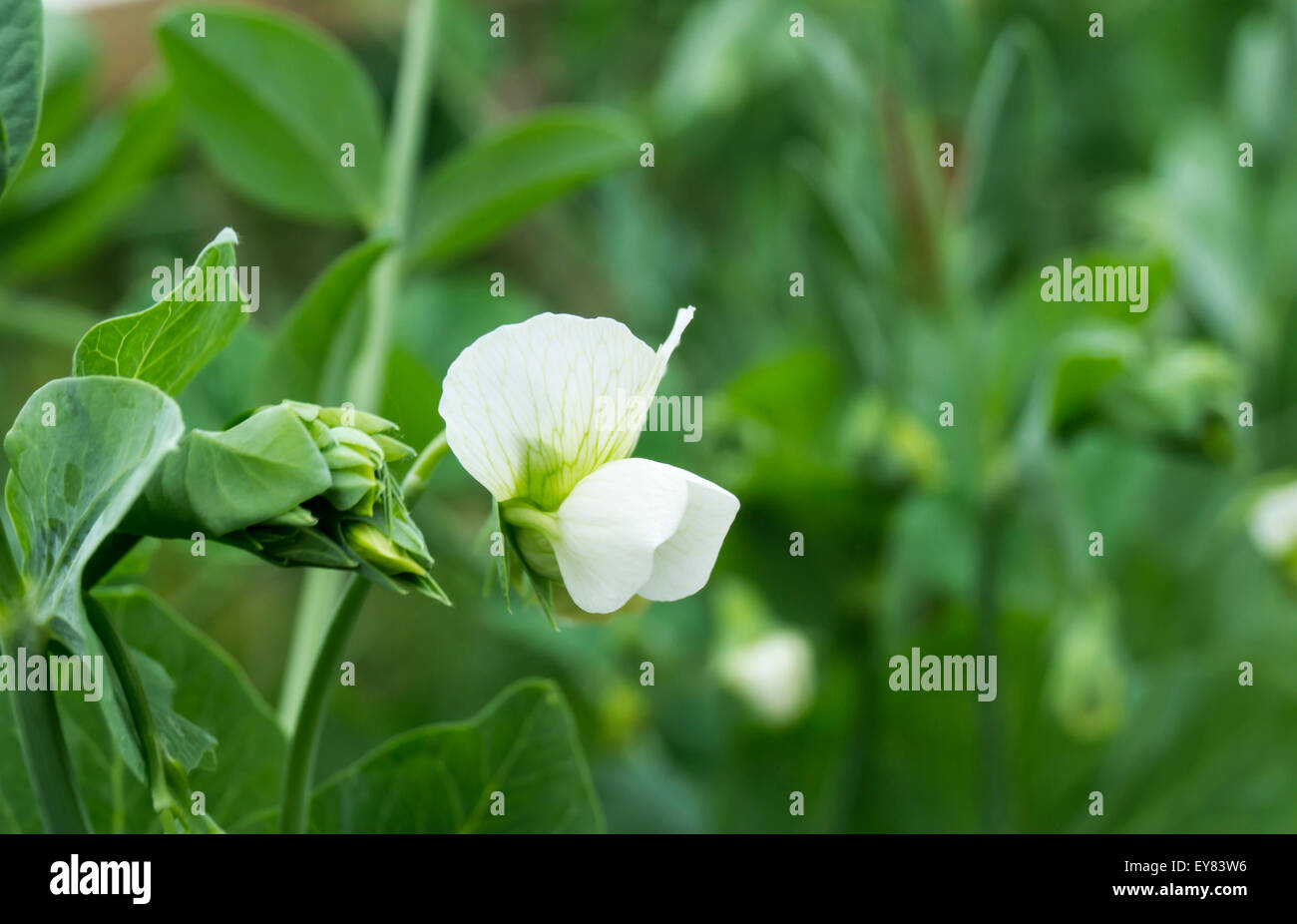 Bob white hi-res stock photography and images - Alamy