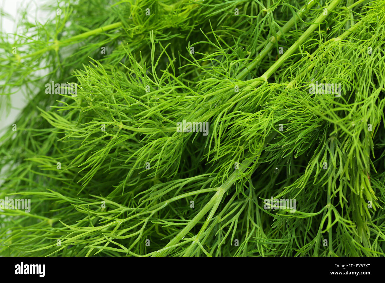 Sprigs of fresh dill weed Stock Photo Alamy