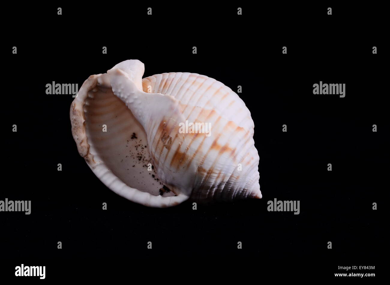 Scallop Shell Isolated Stock Photo - Alamy