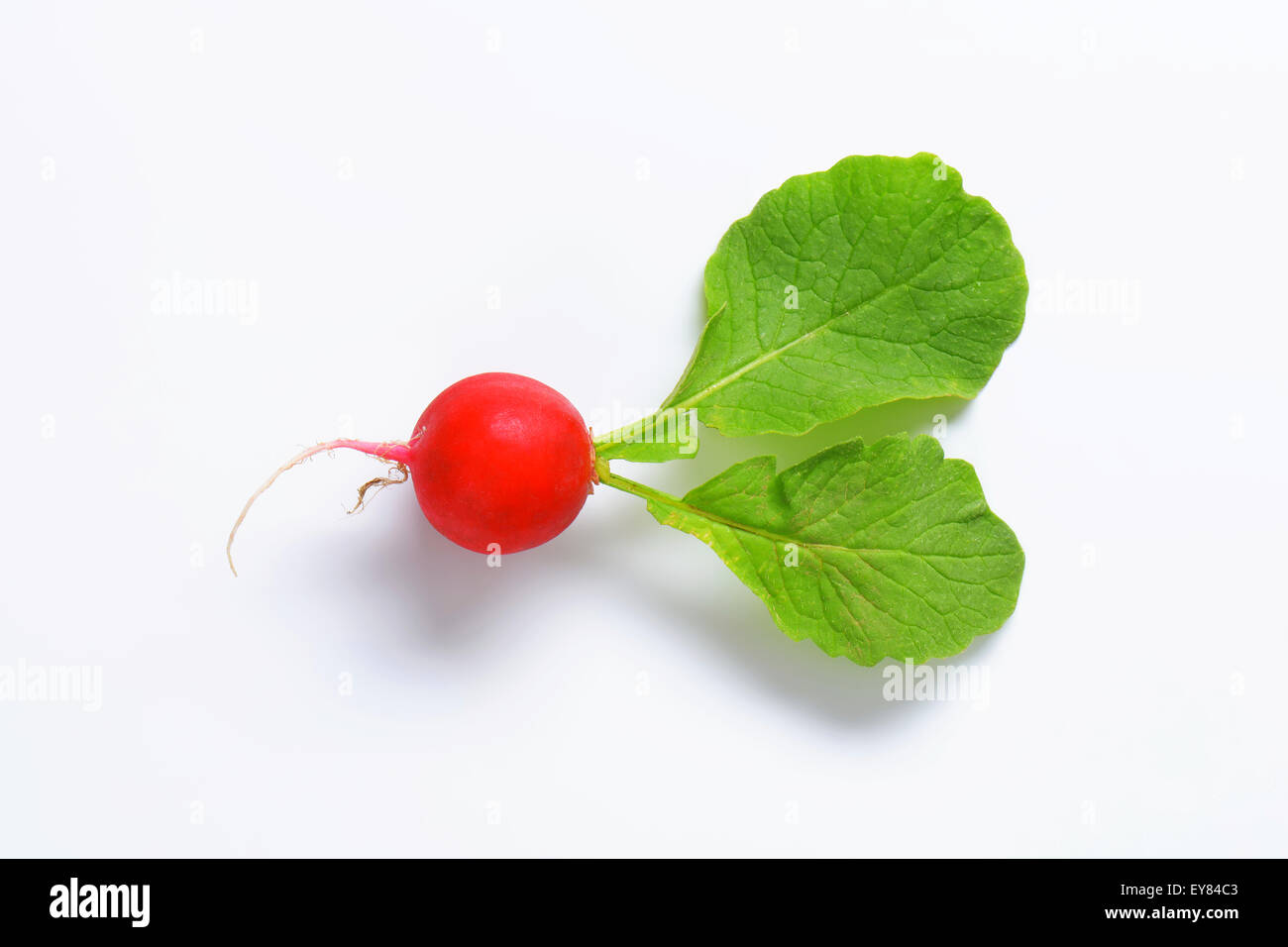one pink radish with root and leaves Stock Photo Alamy