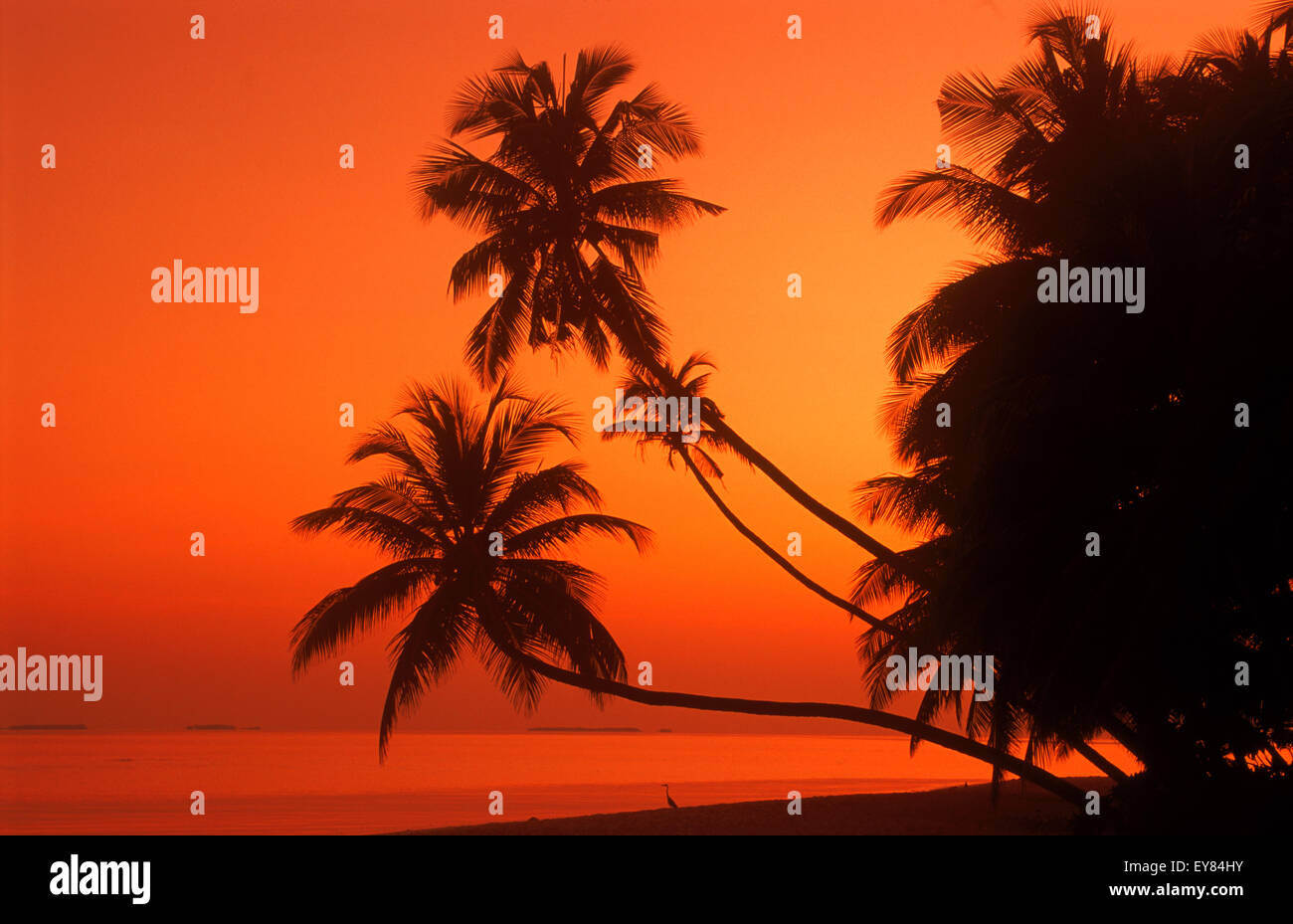 Palm trees over calm shore with heron and passing boat at dawn in Maldive Islands Stock Photo