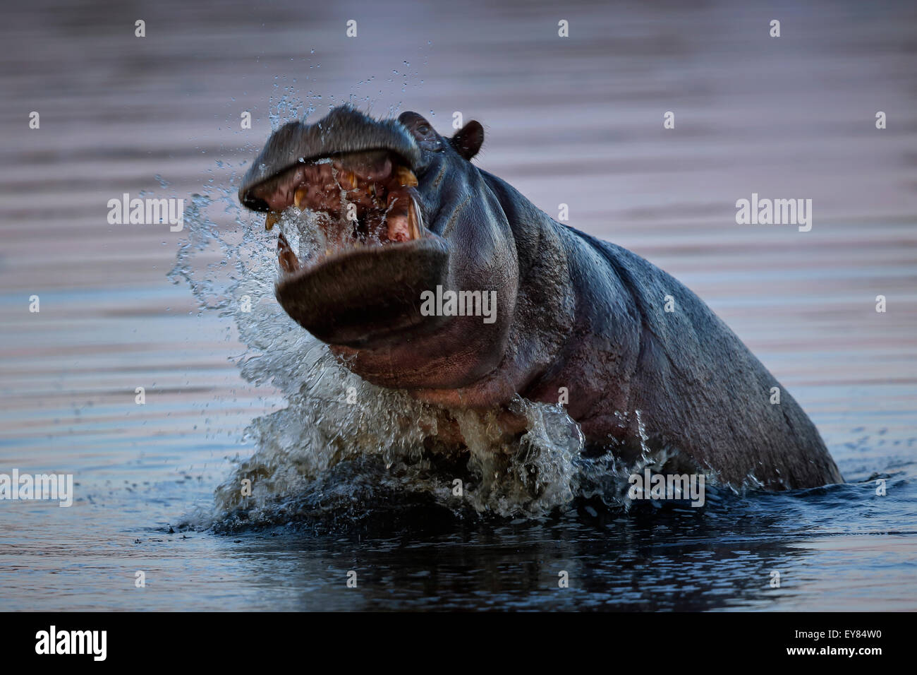 Aggressive Hippopotamus amphibius in the Okavano Delta, Botswana, waves, river, water, brown, wave, Botsuana, jumpin, splashing Stock Photo
