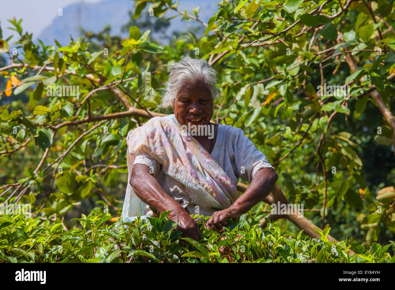 Old woman from Sri Lanka picks tea leaves on tea plantation in Sri Lanka Stock Photo