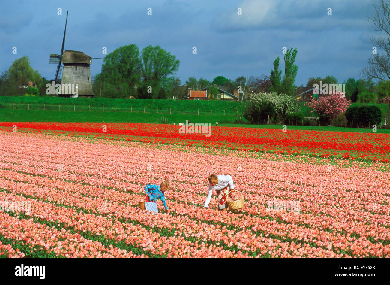 Mother and daughter in field of pink and red tulips in Holland with windmill Stock Photo