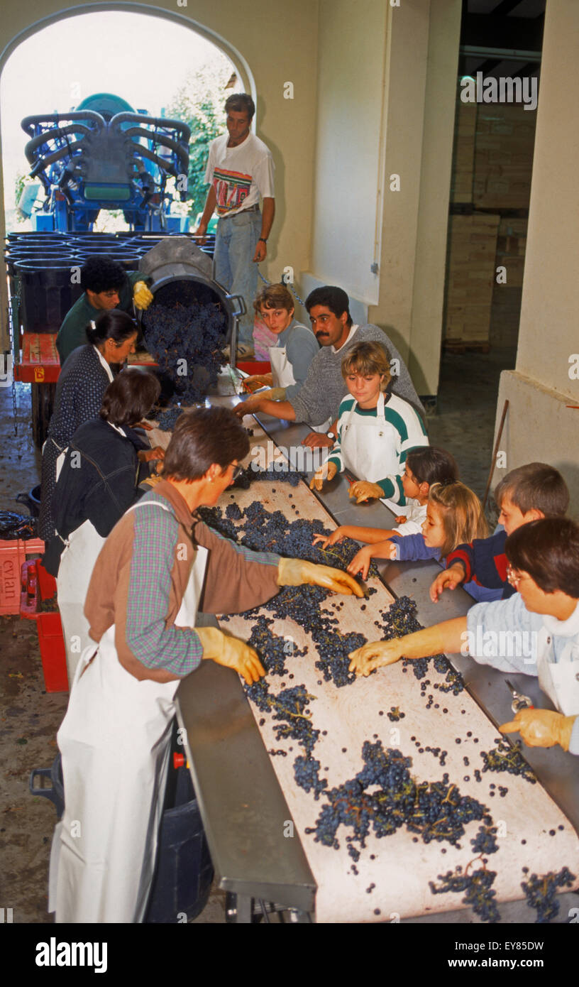 Workers of all ages selecting and sorting grapes at chateau near St. Emilion during harvest season or "vendange" in France Stock Photo