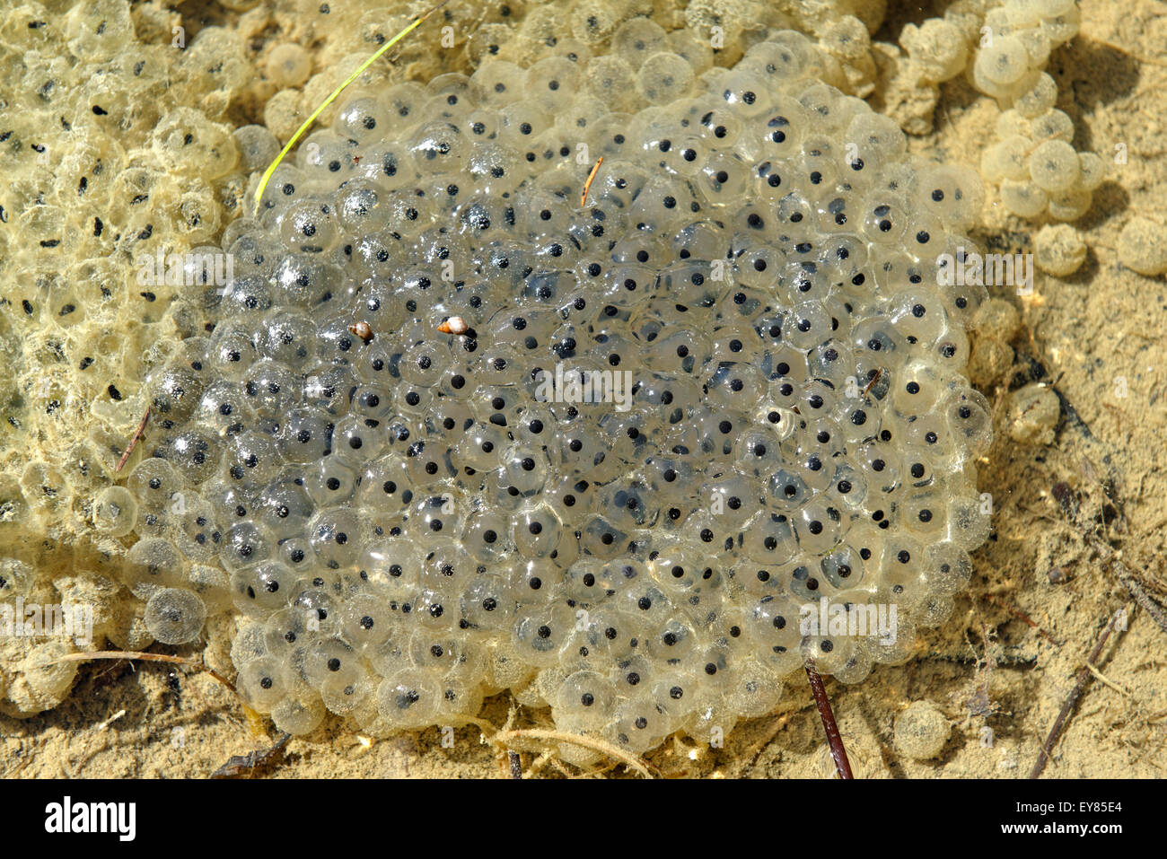 Frog spawn in the water, frog eggs, Upper Bavaria, Bavaria, Germany Stock Photo