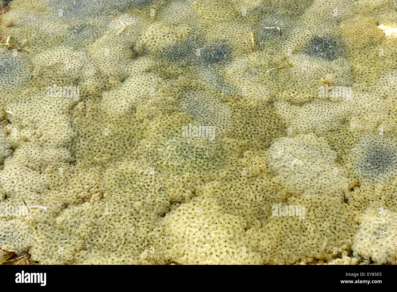 Puddle of water full of spawn, frog eggs, Upper Bavaria, Bavaria, Germany Stock Photo