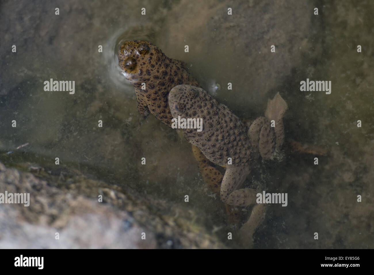 Coupling of  Yellow-bellied toad, Bombina variegata, Bombinatoridae, Voskopoja, Korce, Albania Stock Photo
