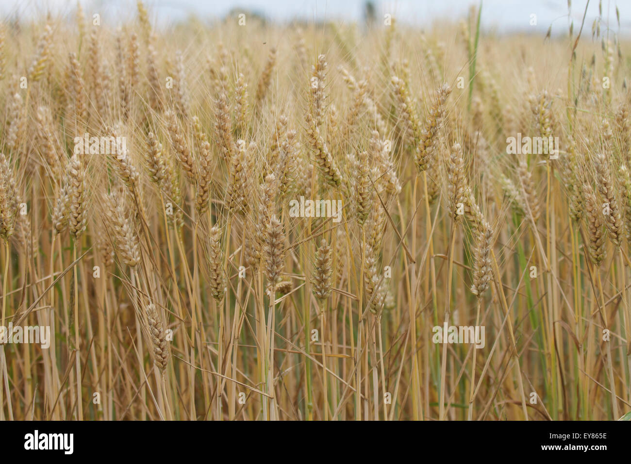 ripe crops, Normandy, France Stock Photo