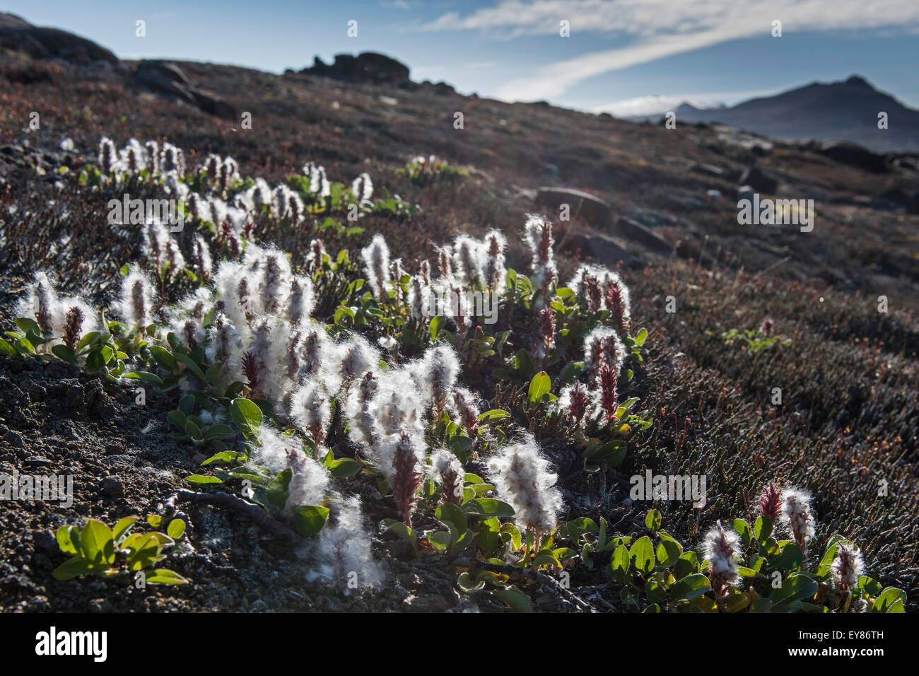 Arctic Willow (Salix arctica), Northeast Greenland National Park, Greenland, North America Stock Photo